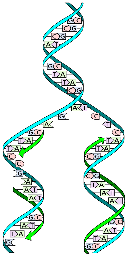 DNA replication